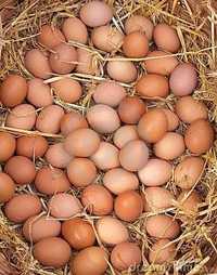 Яйце Мʼясо-яєчного направлення роздріб і опт