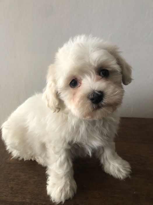 Maltipoo piesek