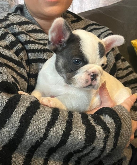 Buldog Francuski Suczka