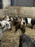 Cabras anas femeas - cheias