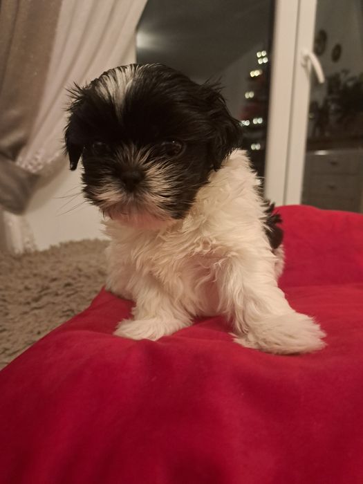 Pieski rasowe shitzu