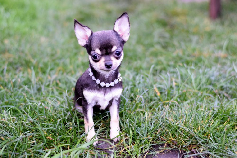 Кукольная девочка чихуахуа