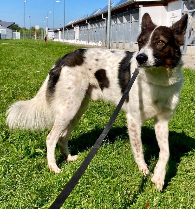 Młody Aks mix border collie do adopcji!