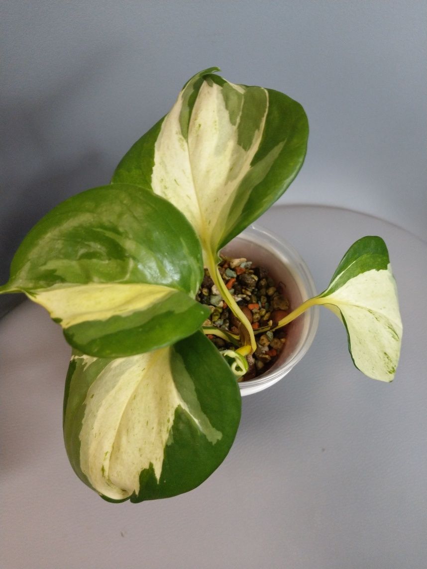 Epipremnum happy leaf