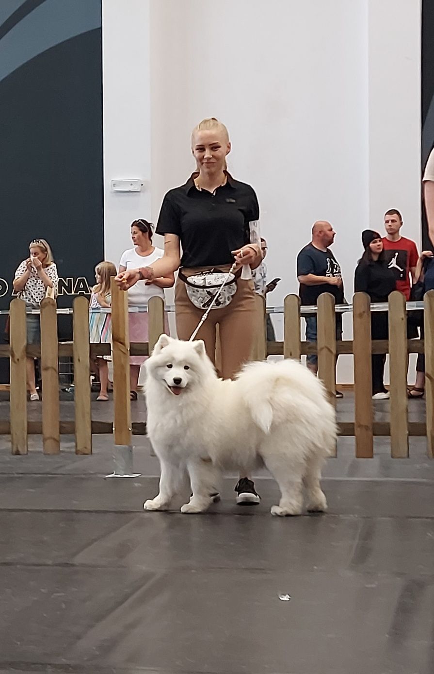 Samoyed Suczki ZKwP FCI
