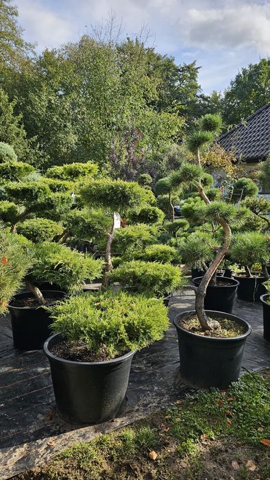 Bonsai jalowce hetz,cisy