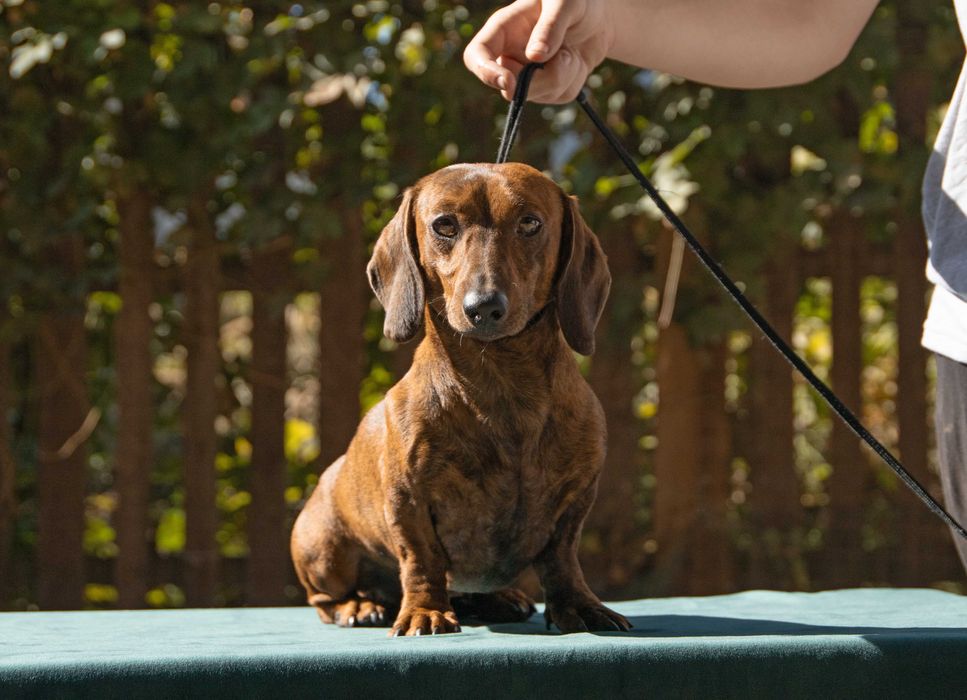 Такса мініатюрна, вязка