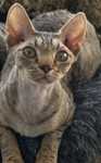 Devonrex kocica tygrysia