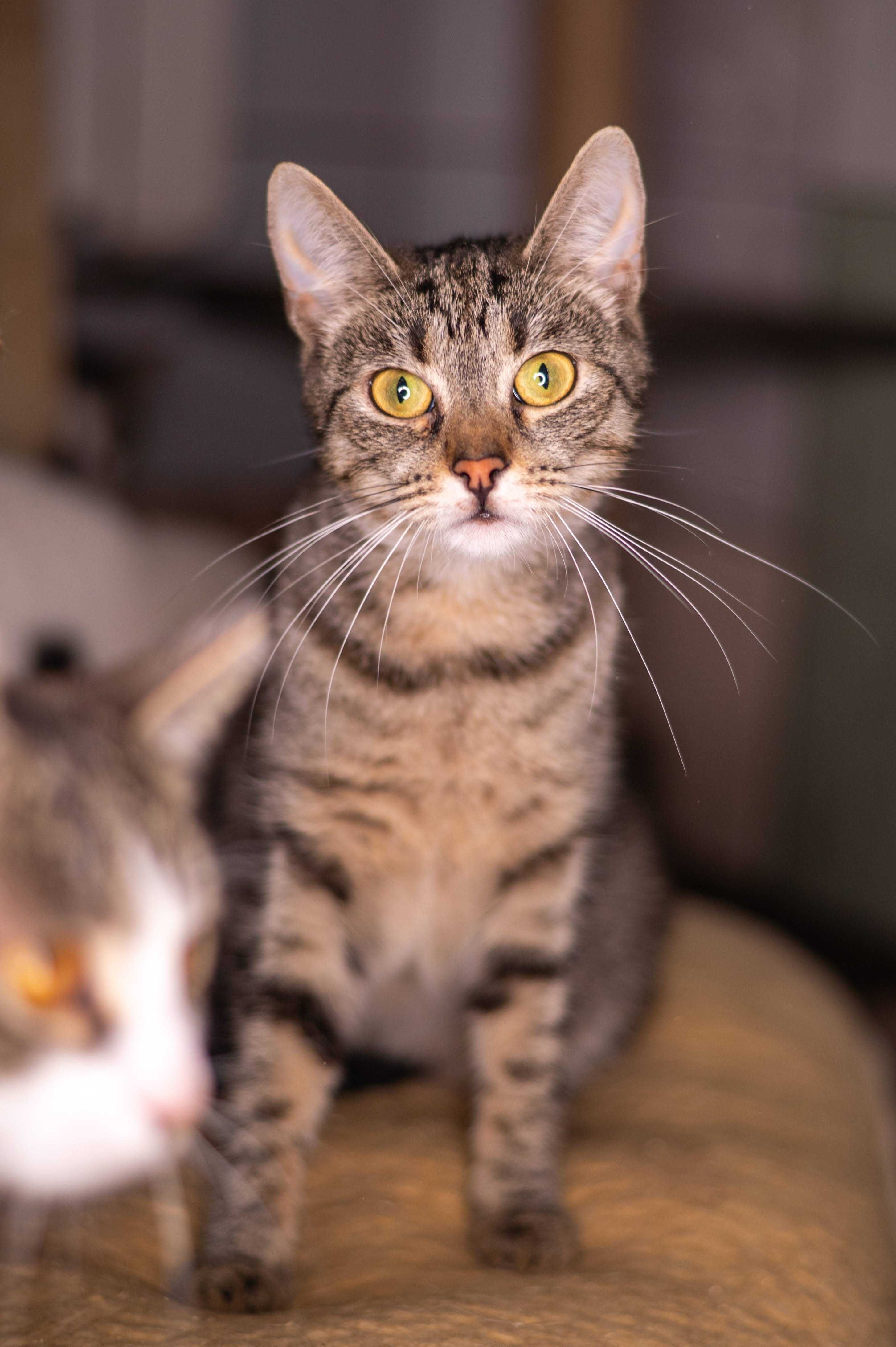TARI kotka do adopcji