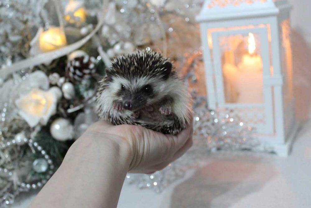 Jeżyki, Jeż pigmejski,  jeże pigmejskie, rodowód i książeczka zdrowia