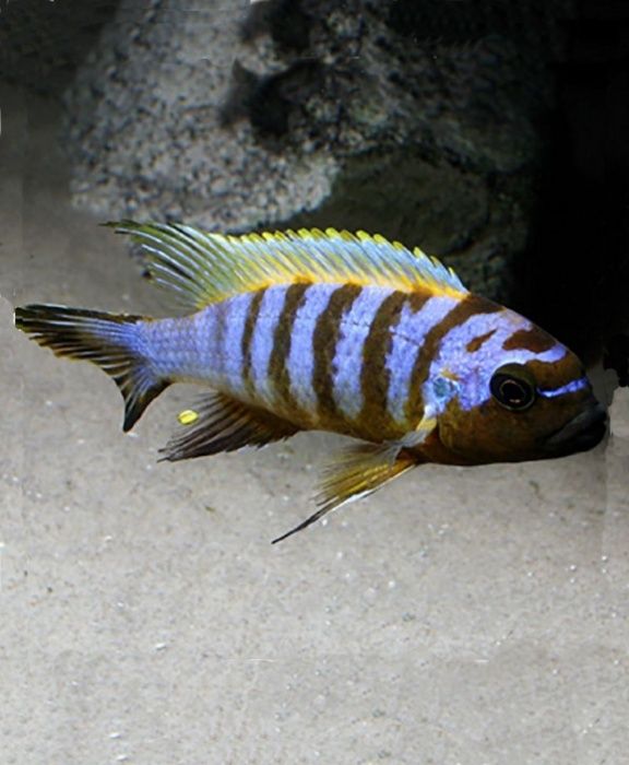 Дельфін блакитний Cyrtocara moorii Малаві Цихлиди Акваріумні рибки