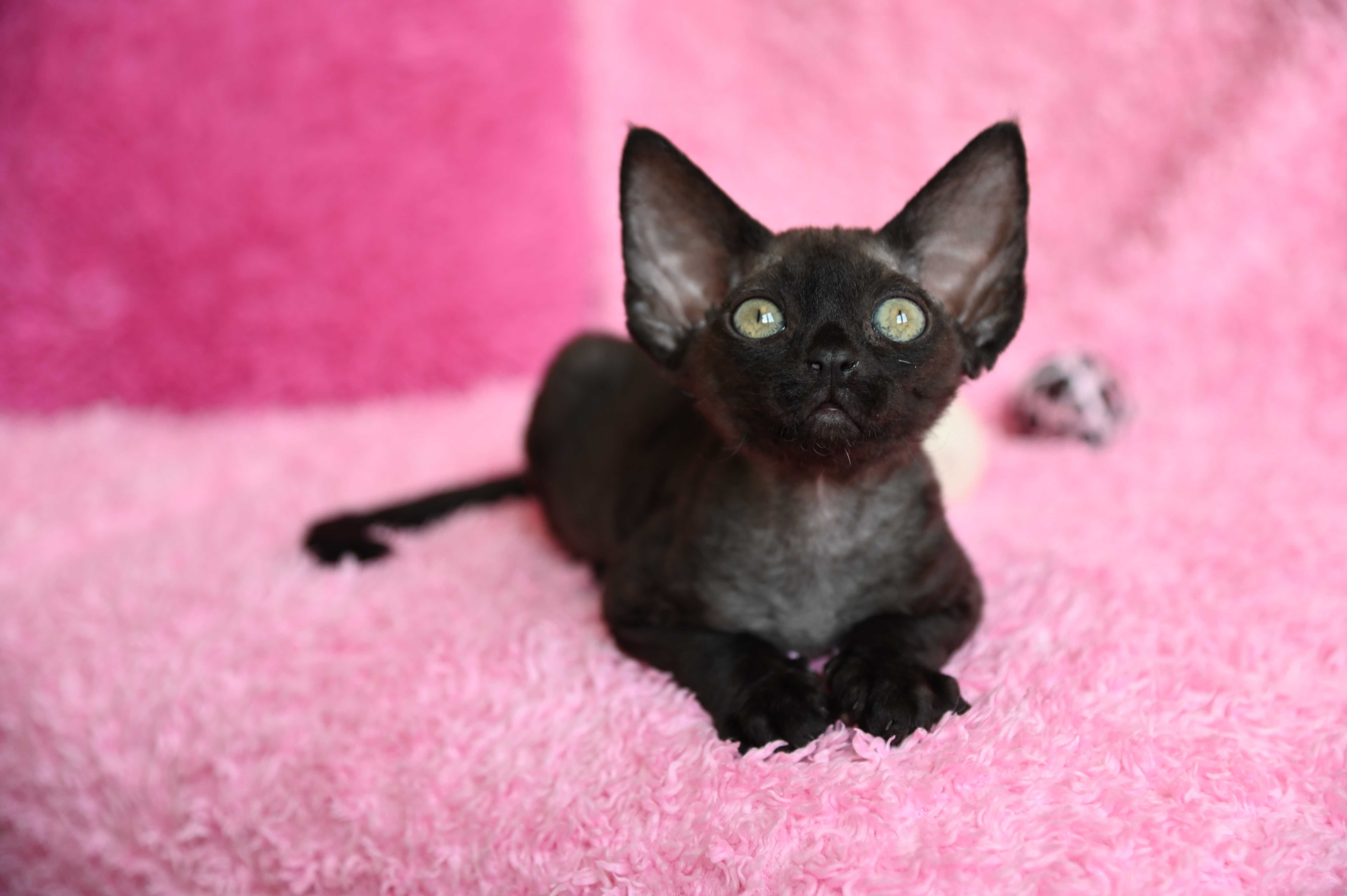 Bianka koteczka Devon Rex