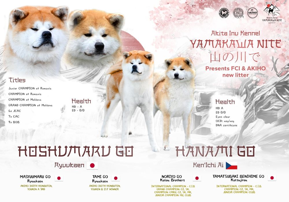Akita Inu (japońska), ZKwP / FCI & AKIHO - czerwony piesek