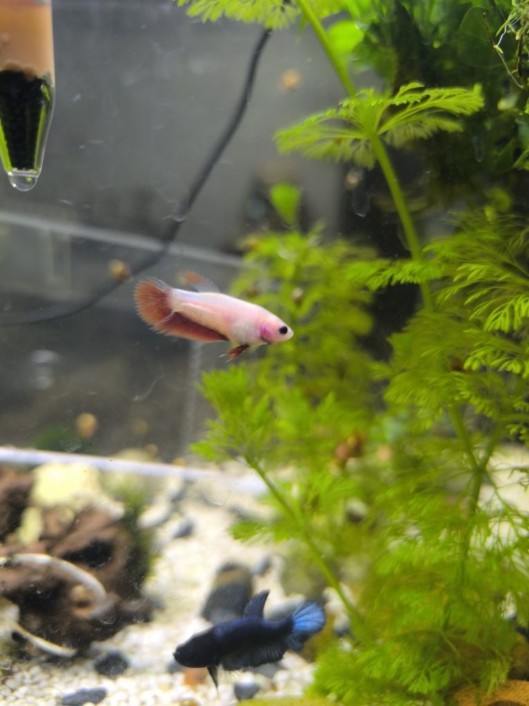 Bettas juvenis criação propria