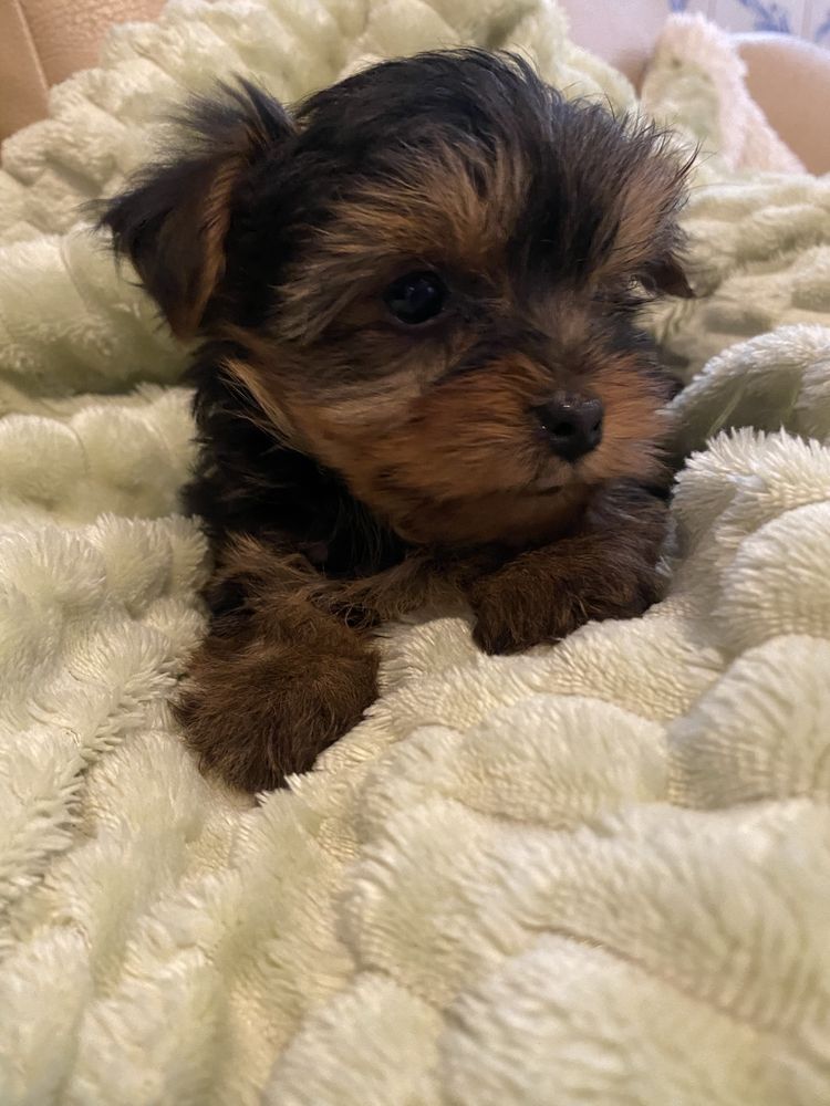Yorkshire terrier  macho mini