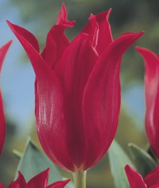 Tulipany mieszane specjalne odmiany 100 cebulek za 79 zł