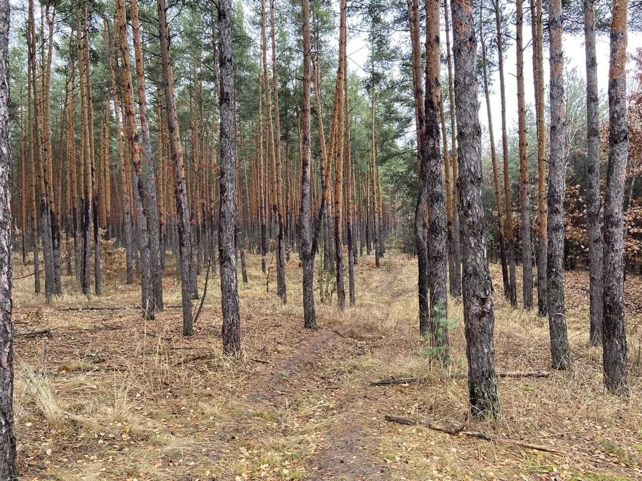 Козин, в самому центрі лісу!