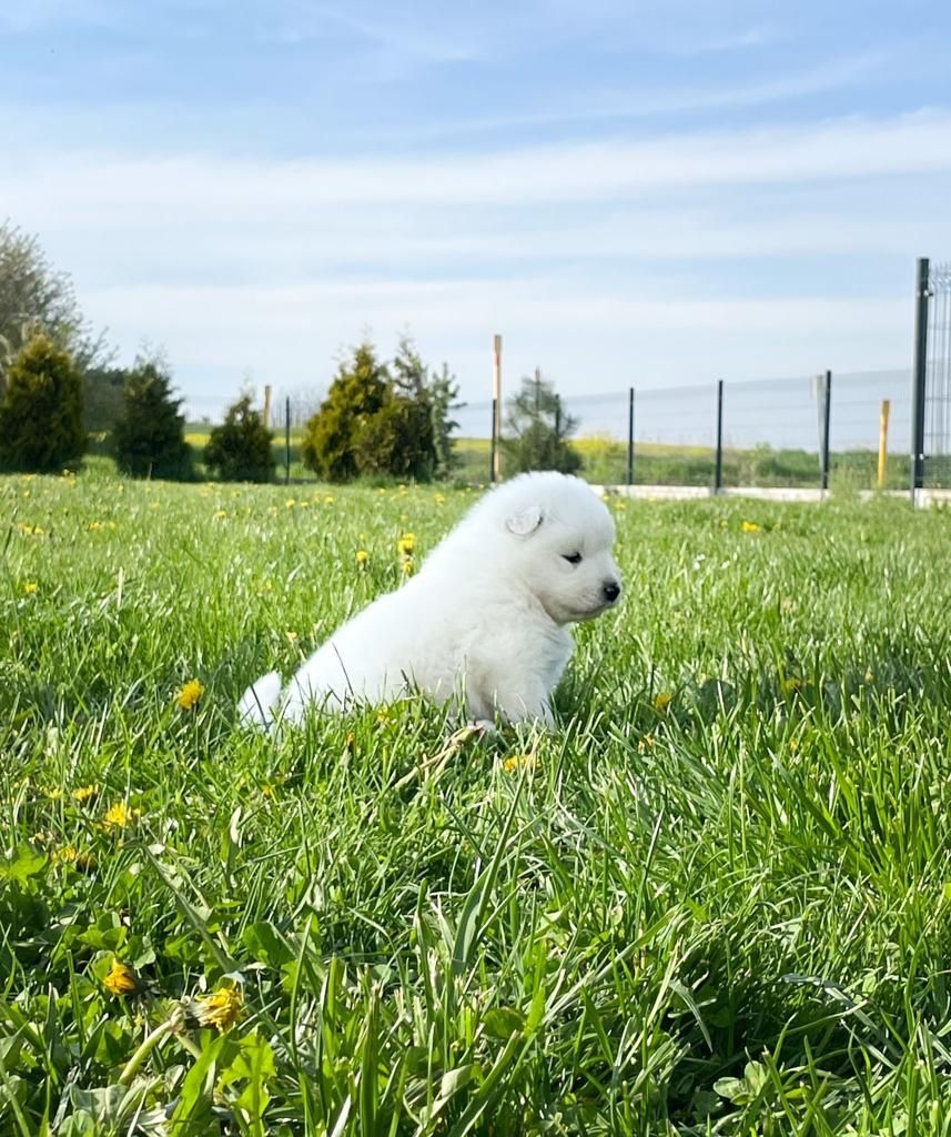 Samoyed szczeniaki FCI/ZKwP