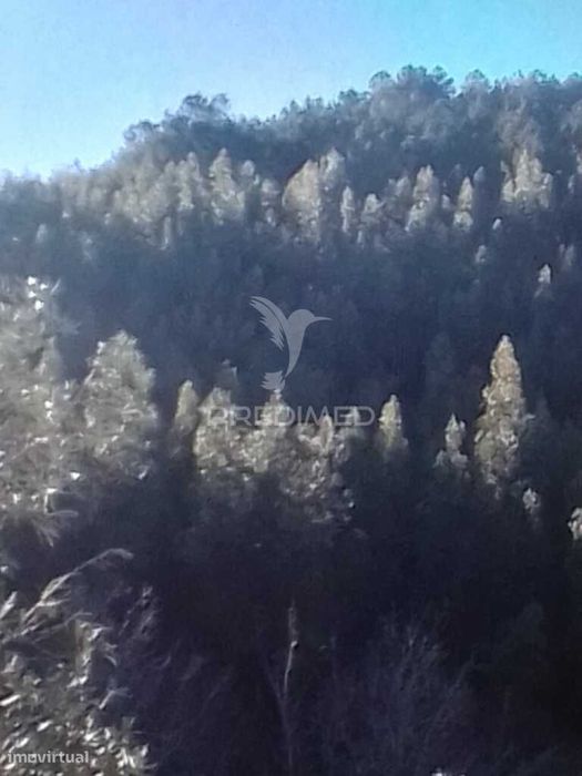 Terreno florestal em S. Julião