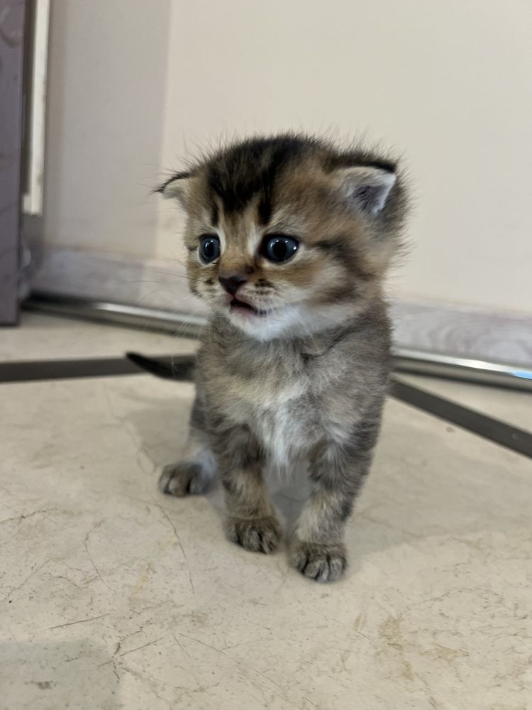Шотландські висловухи котята