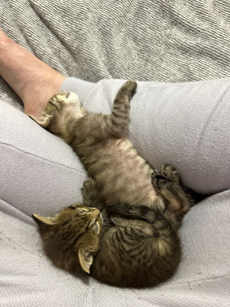 Віддам кошенят котят у добрі рукі