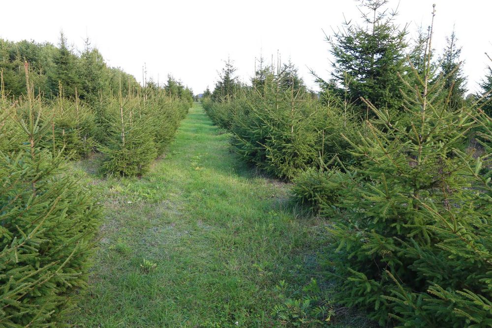 CHOINK świerka pospolitego