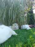 Samoyed samojed szczeniak