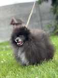 Szpic miniaturowy,Pomeranian,Blue