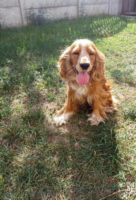 В'язка англійського кокер-спаніеля