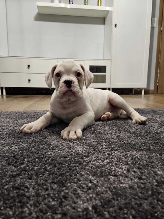 Biały piesek Bokser gotowy do odbioru