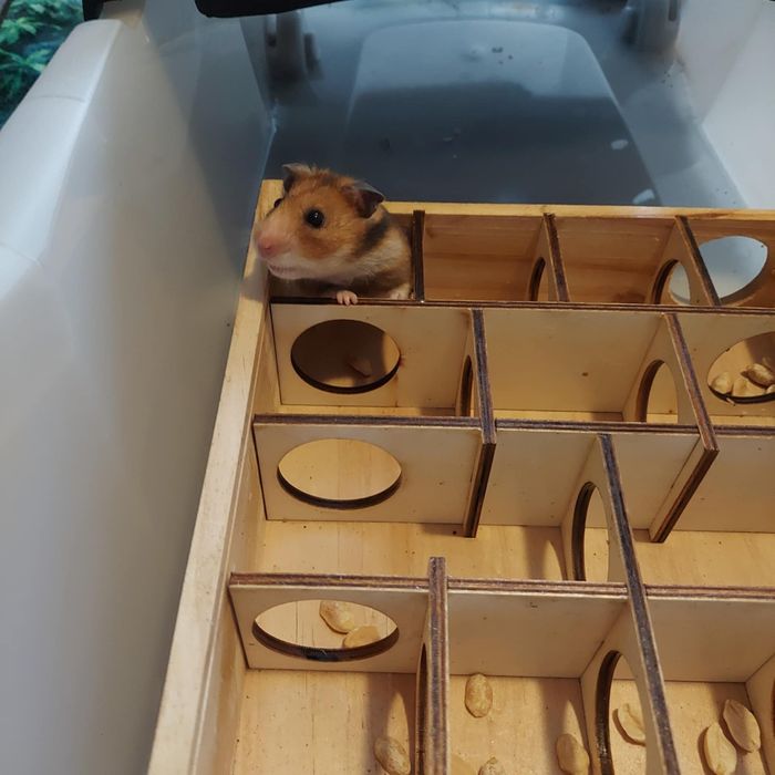 Labirynt dla chomika