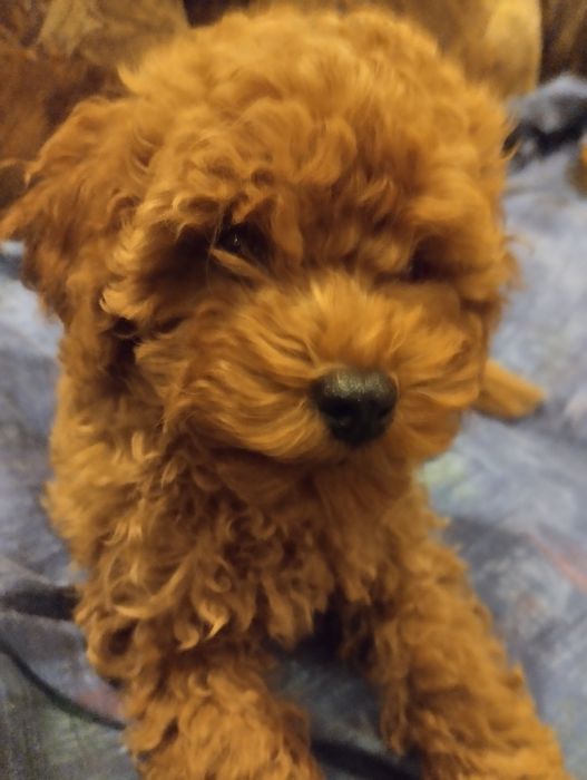 Щенки той пудель