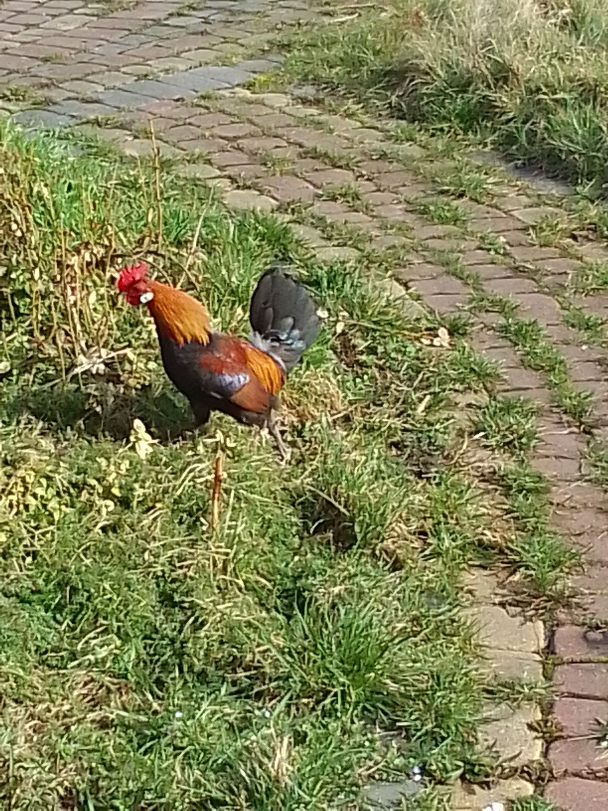 Karzełki holenderskie  kogutki