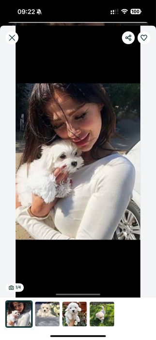 Д і т кам Мальтипу (мальтіпу.,)