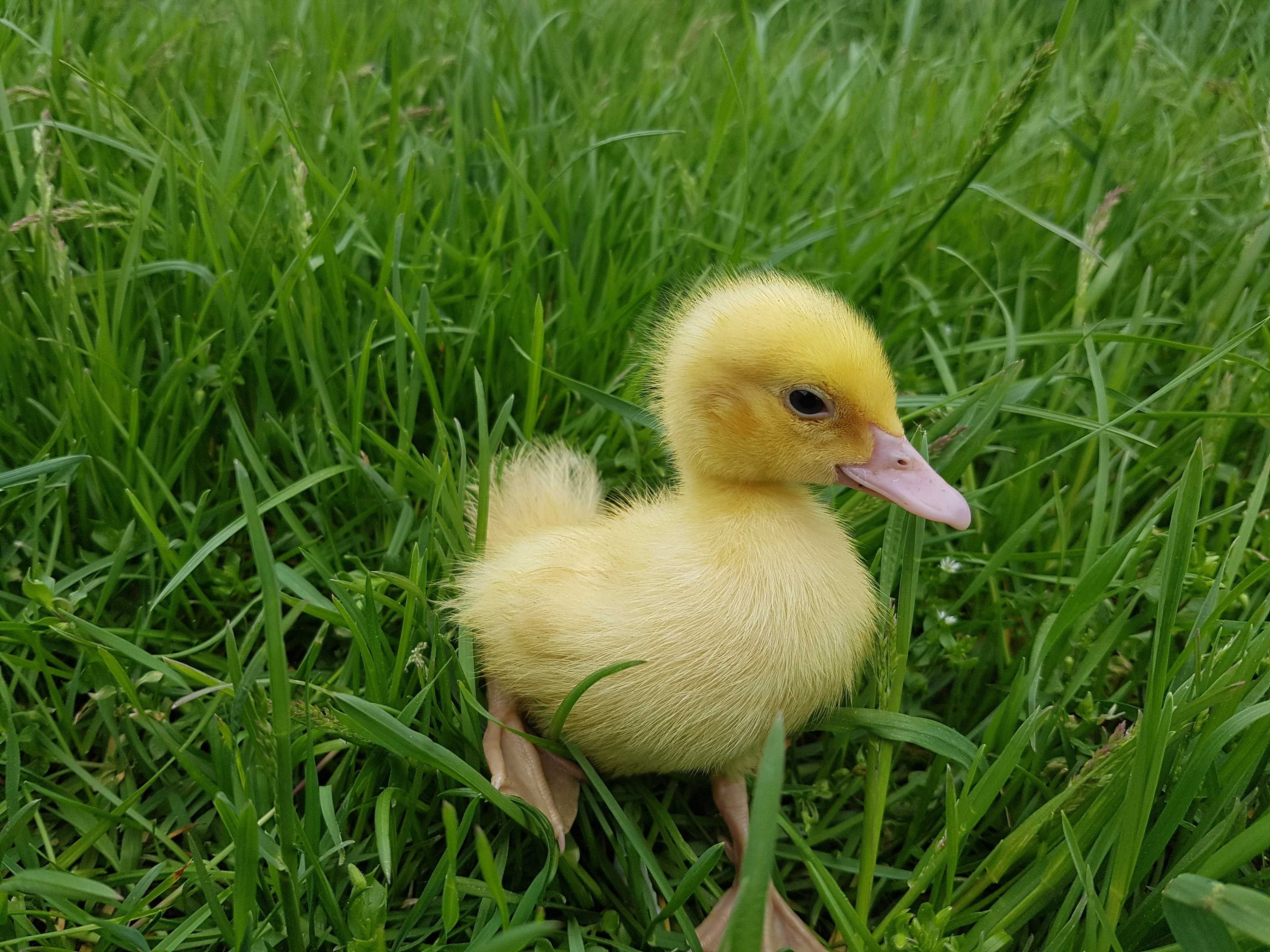Kaczki pisklęta rózne pekin, mulard, dworka dostawa na miejsce