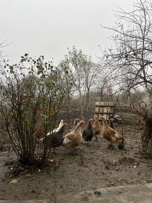 Продам індики , домашні ідинки , індики , продам тушку індика