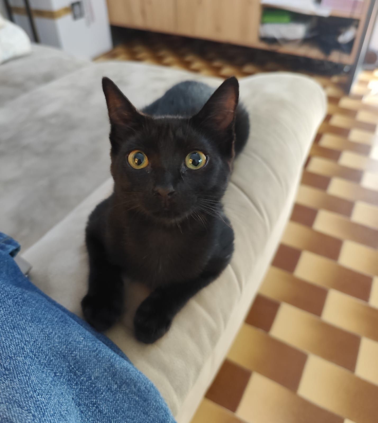 Tita, para adoção