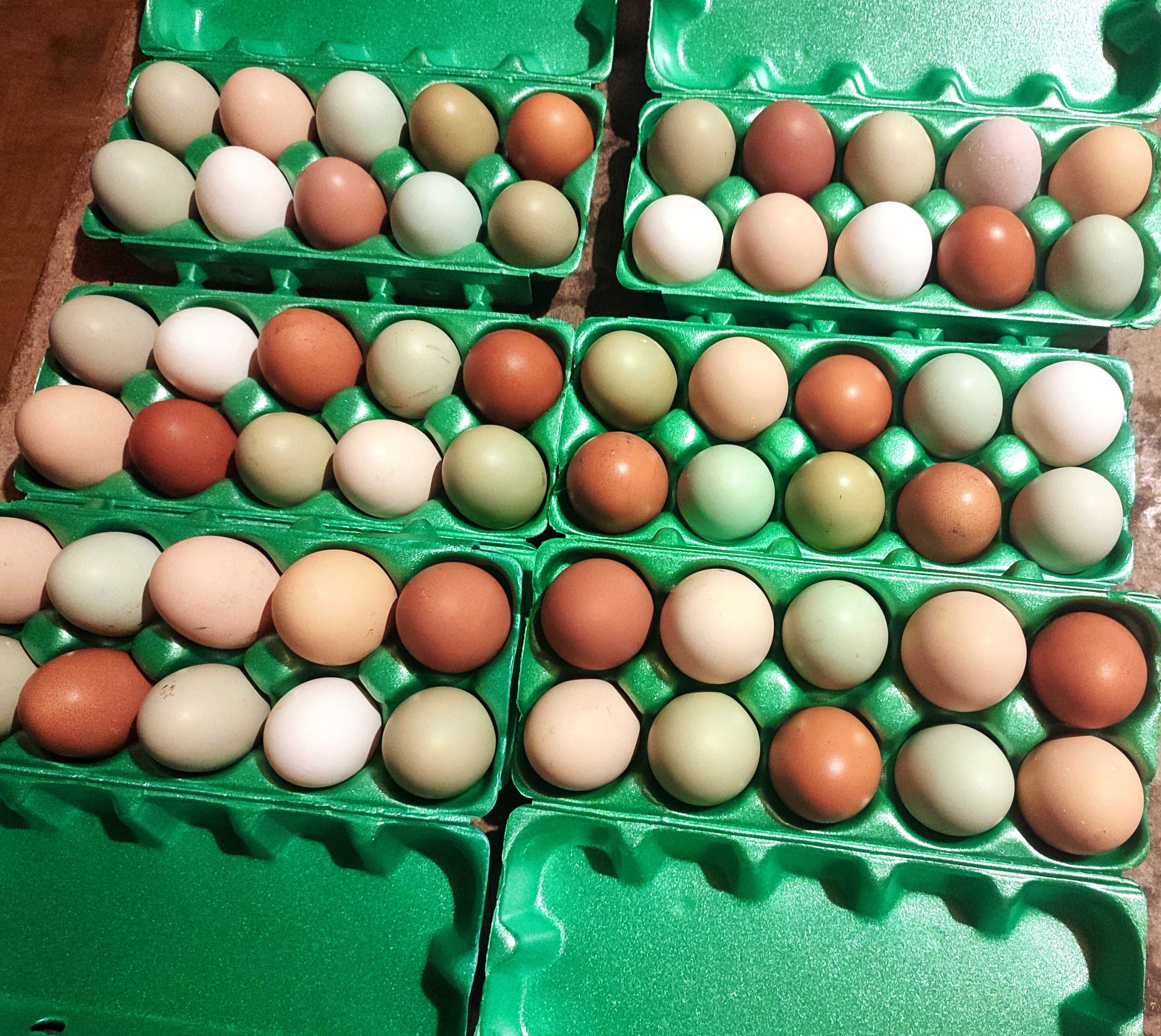 Kolorowe jaja lęgowe mix niosek.