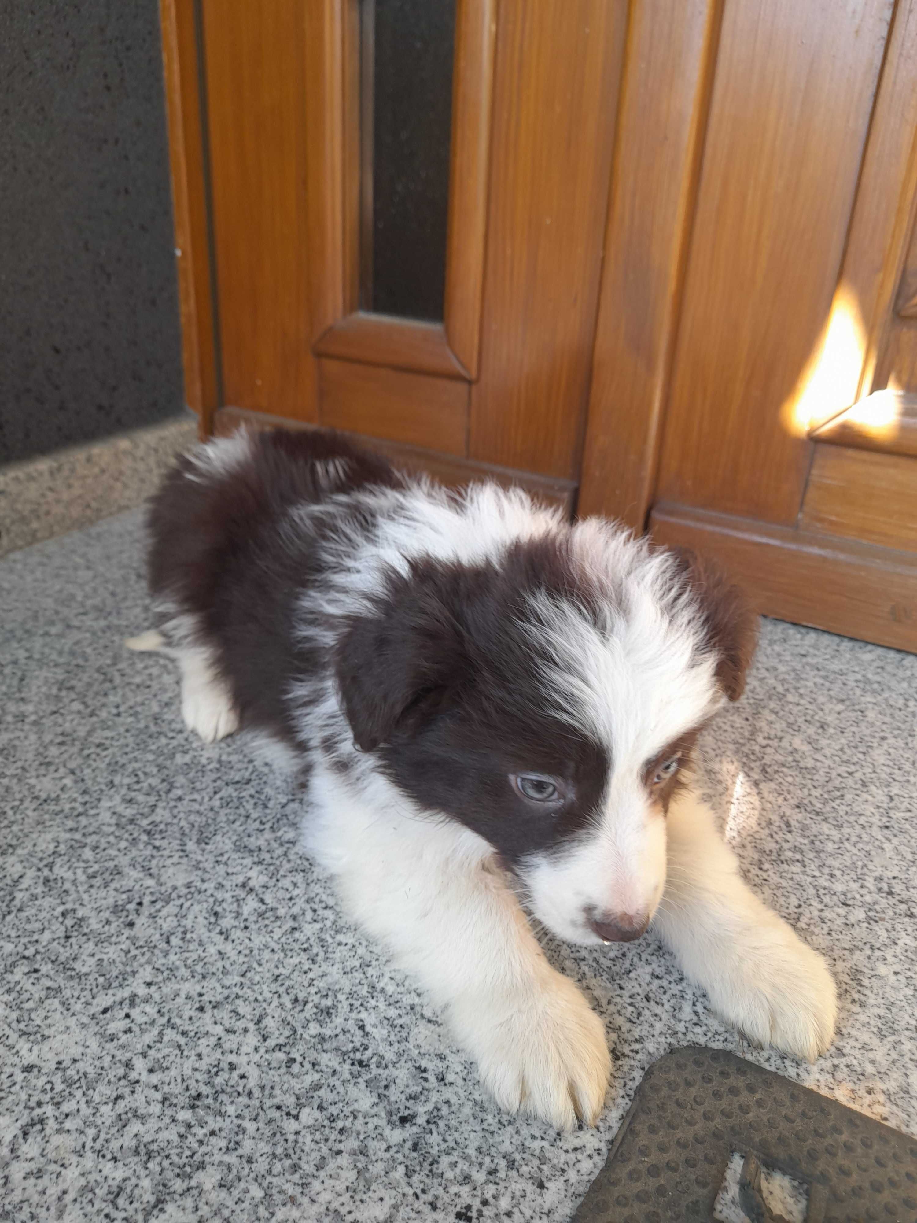 Border Collie szczeniak