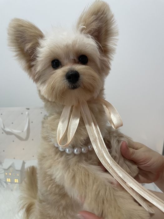 Помапу — Доставка 1-2 дні  вже скоро у вас