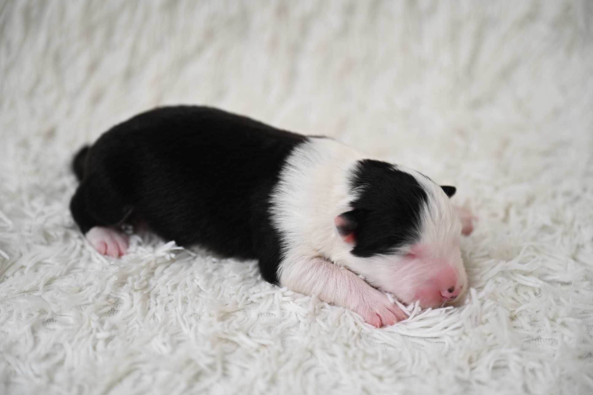 Piesek Border Collie czarno biały ZKwP FCI