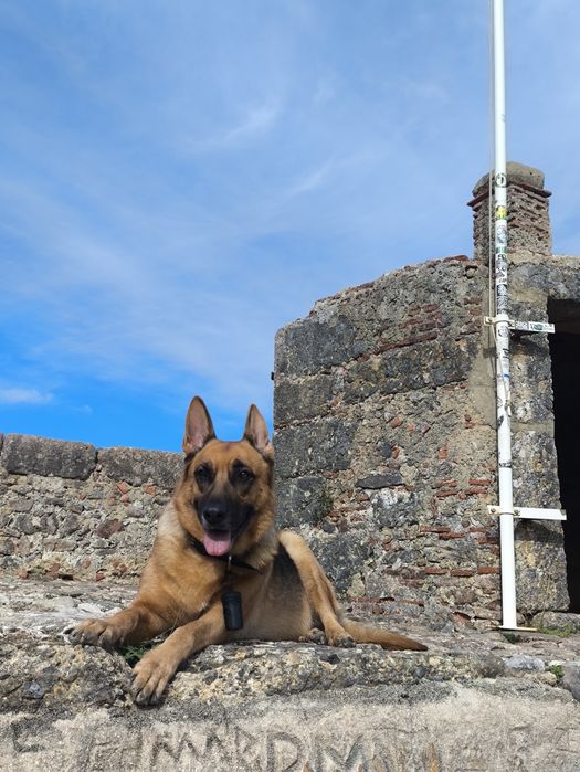 Pastora alemã doação responsável