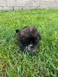 Śliczna suczka shih tzu