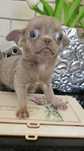 Chihuahua prawdziwa miniaturka liliowa sunia