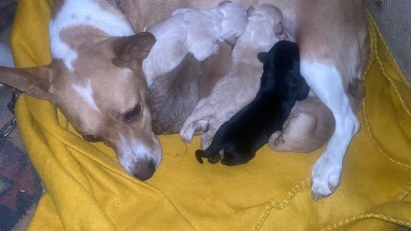 Cães para adoção
