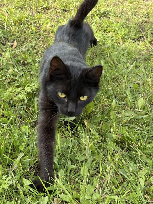 Czarna kotka szuka domu