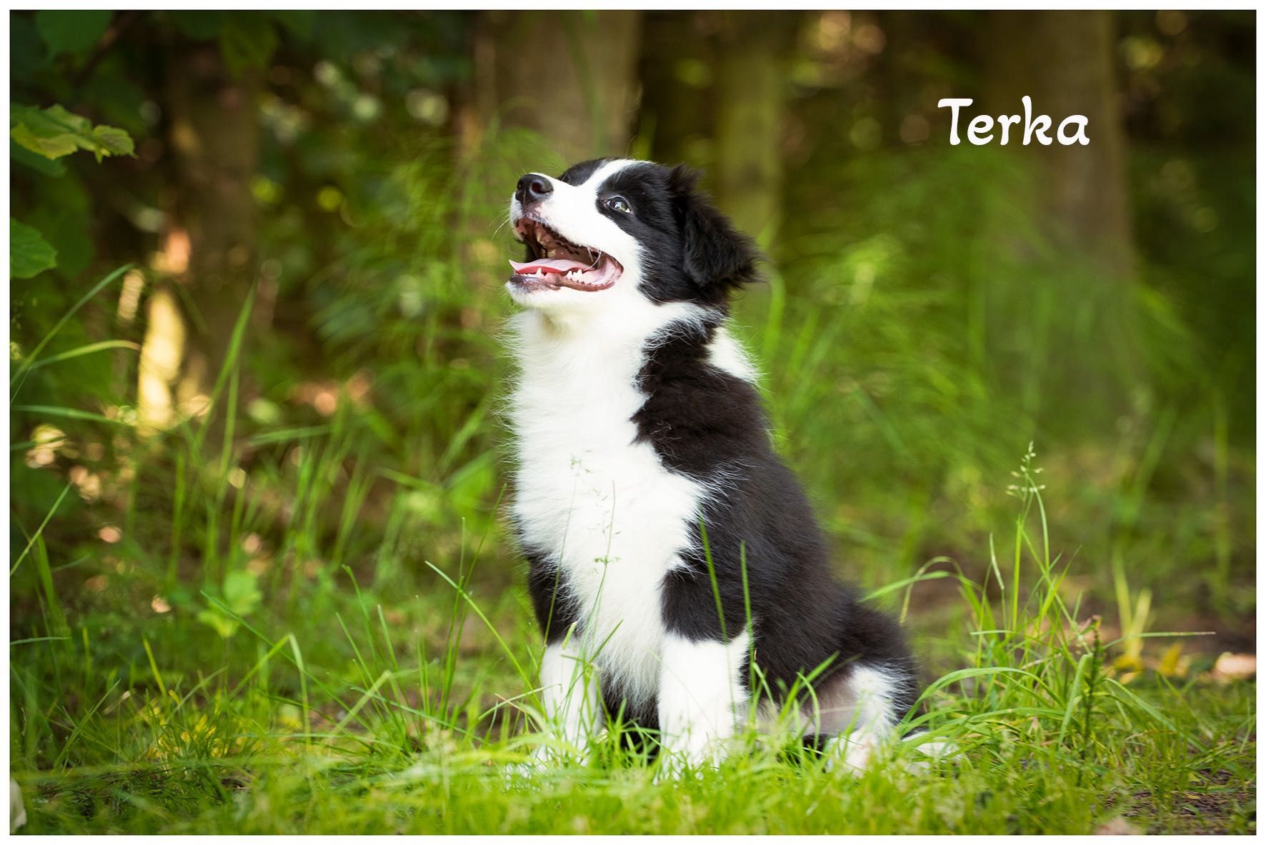 Border Collie FCI ZKwP