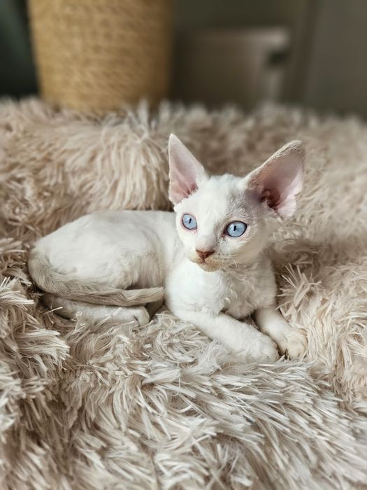 Kotka Devon Rex liliowy point