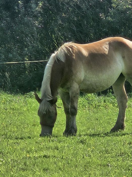 Źrebica zimnokrwista