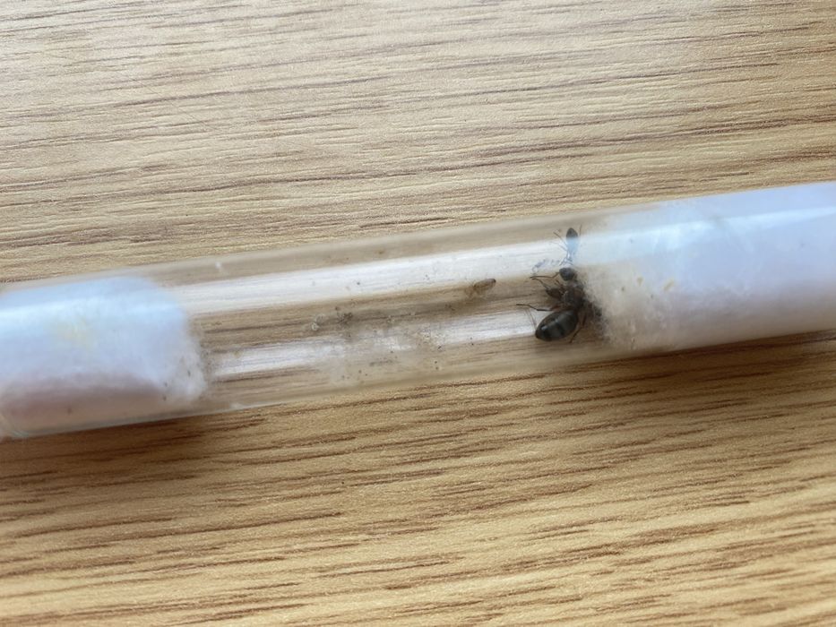 Мурахи форміка серві форміка